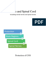 Chapter 8 - Brain and Spinal Cord