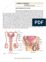 SCIENCE 10 QUARTER 2 Male Reproductive System