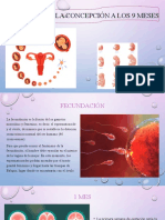 De La Concepción A Los 9 Meses