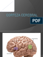 Corteza Cerebral