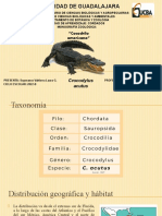 Monografia Crocodylus Acutus