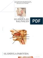 Glandulas Salivales