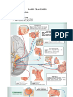 Apuntes Pares Craneales