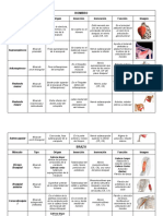 Tabla de Musculos 2