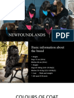 Newfoundlands