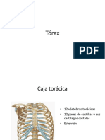 Anatomia Torax