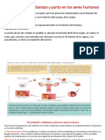 Fecundación, Embarazo y Parto en Los Sereshumanos. Final 1p 2 Quimestre.