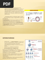 GAMETOGÉNESIS