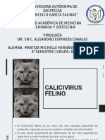 Calicivirus Felino, Maritza Hernández 3B