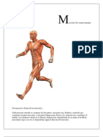 Musculos Del Cuerpo Humano