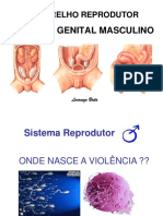 Sistema Genital Masculino