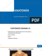 Semana 13 - Anatomía