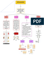 Sistema Endocrino 1