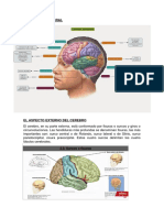 Exposición Cerebro