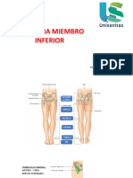 Miembro Inferior Diapositivas