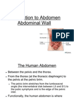 Abdomen Introduction