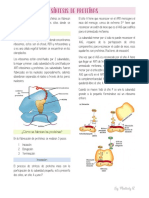 Síntesis de Proteínas