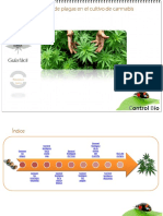 Control Biologico Cannabis