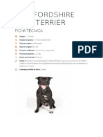 Staffordshire Bull Terrier