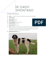 Cão de Gado Transmontano