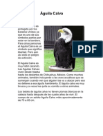 Aves en América en Peligro de Extinción