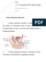 Sistema Reprodutor Masculino 8º Ano Adaptado