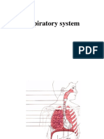 Respiratory System Emb