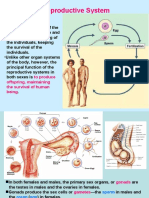 Male Reproductive System