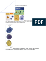 Repaso Parasitologia Lab.