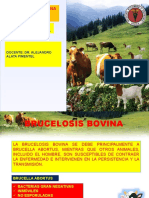 Brucelosis Bovina y Caprina