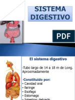 Sistema Digestivo