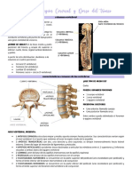 Resumen Dorso - Anatomía 