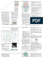 Ciclo Celular Folleto 1 Mitosis