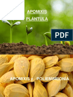 21 - Apomixis-Plántula