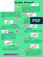 Infográfia Periodo Fetal