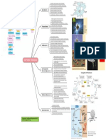 Mindmap Bio320 Chapter 4 Protist Protozoa