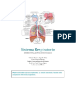 Sistema Respiratorio