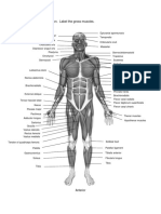 Gross Muscle Identification