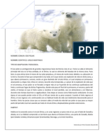 Adaptaciones Oso Polar