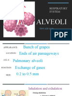 Alveoli