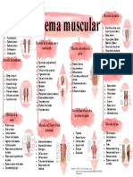 Mapa Conceptual Sistema Muscular