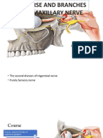 Maxillary Nerve