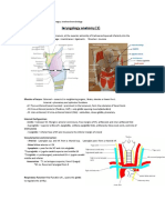 3-4-5 Larynx Pharynx Esophagus