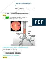 Traquea y Bronquios