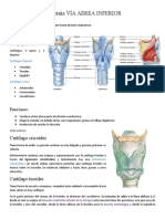 Anatomía VÍA AEREA INFERIOR