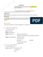 Practica 8. Observación y Caracterizacion de Estructuras de Hongos Inferiores y Pseudohongos