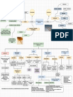 Mapa y Cuadro de Parásitos - Drawio