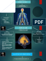 Tejido Nervioso 1