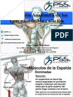 Descripción Anatómica de Los Ejercicios de Musculación