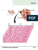 Cardiovascular System